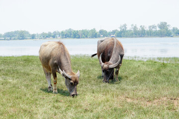 Thai buffalo walks to eat grass in a wide field.