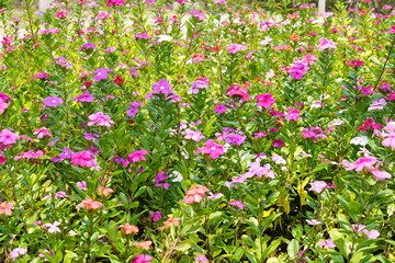 colorful flowers in a beautiful park