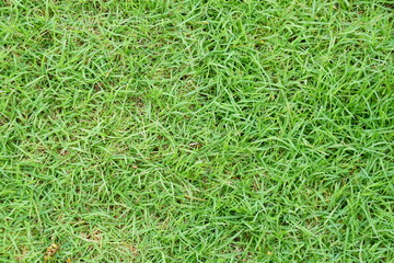 green grass background in football field