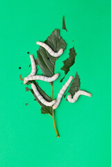 Fototapeta premium Group silkworms eating mulberry leaf