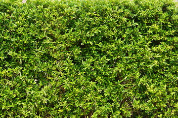 green leaf wall background with letters