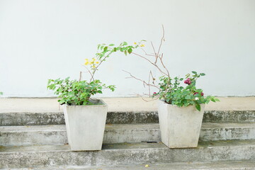 Plant pots placed next to the wall.