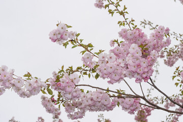 pink cherry blossoms on a cloudy sky