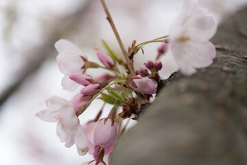 cherry blossom buds on a branch - bokeh background