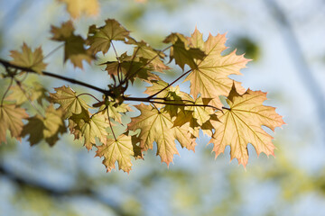 young maple leaves backlit by the sun