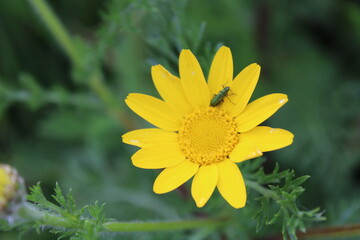 Yellow Flower in the Garden