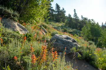 Hundreds Of Paintbrush Bloom Along Edge of Trail