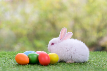 Adorable and cute new born rabbit. baby cute rabbit or new born adorable bunny. Easter Bunny.