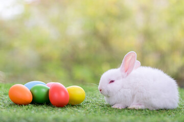 Adorable and cute new born rabbit. baby cute rabbit or new born adorable bunny. Easter Bunny.