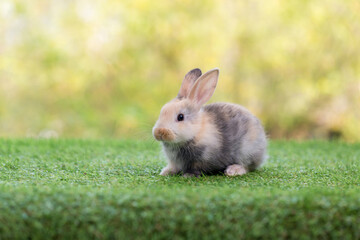 Adorable and cute new born rabbit. baby cute rabbit or new born adorable bunny. Easter Bunny.