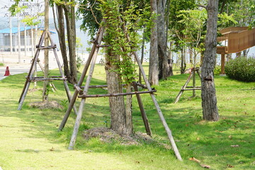 Fototapeta premium tree with stilts to keep it from falling.