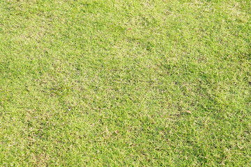 green grass background in football field