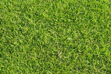 green grass background in football field