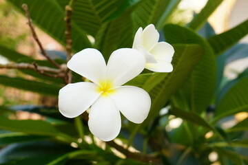 Obraz premium white frangipani flowers in the park