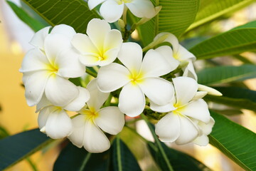 white frangipani flowers in the park