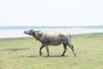 Obraz premium Thai buffalo walks to eat grass in a wide field.