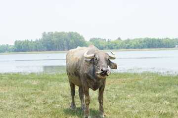 Thai buffalo walks to eat grass in a wide field.