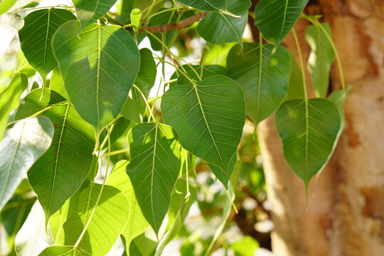 green bodhi leaf background The tree where the Buddha passed away