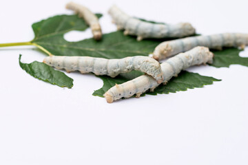 Group silkworms eating mulberry leaf