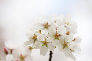 Obraz na płótnie Canvas 桜の花（ソメイヨシノ）
