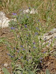 Bright purple viper`s bugloss flower on rocky blurry background