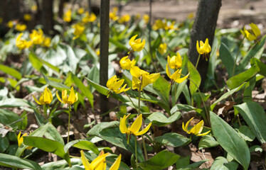 Sanguinaria canadensis​​ or trout lily