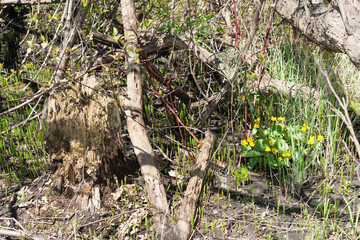 springtime in a wooded area of a nature trail