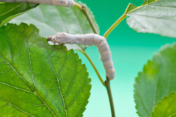 One silkworm eating mulberry leaves