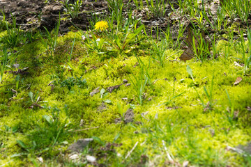 green moss (lichen) on the ground