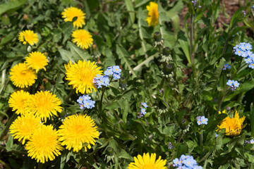 dandelions and forget me nots in the sun