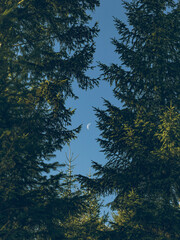 The moon between the trees in the mountains