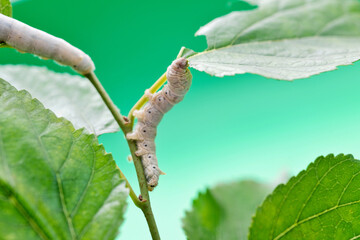Two silkworms eating mulberry leaves