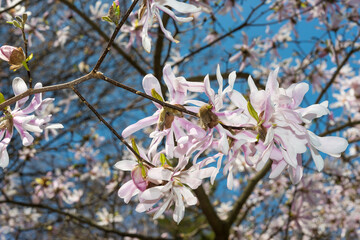 blue sky and tree with pink flowers