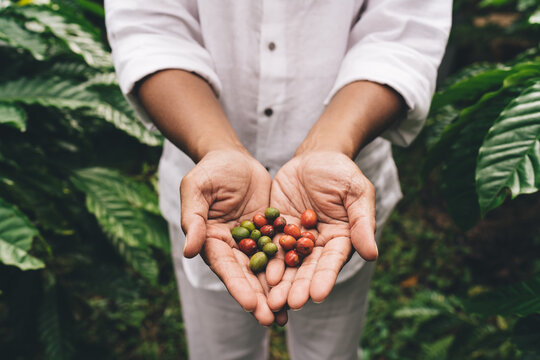 Cropped male entrepreneur holding unripe coffee beans while visiting own agriculture plantation at Ecuador, unrecognizable man farmer with berries in hands - fresh industry of organic harvesting