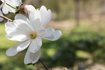 close up of white flower