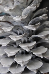 Close up of Pinecone