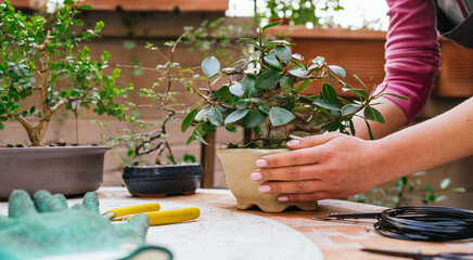 focus on bonsai with woman's hands