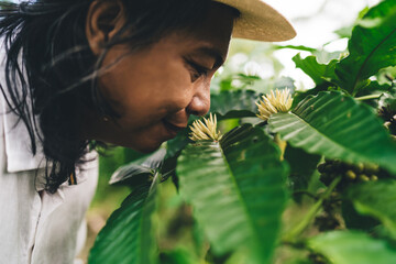 Balinese male smell unripe coffee flowers during daytime for business agriculture at cultivation plantation at Ecuador, adult man enjoying time for spending weekend at own caffeine countryside - obrazy, fototapety, plakaty