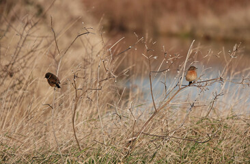 A pair of stonechats perching on the bare branches of a bush in winter. 