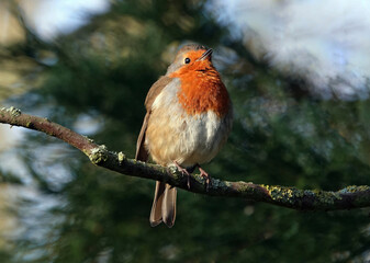 A beautiful low angle shot of a European robin perching on a branch against a defocused background. 