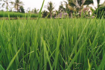 Selective focus on dewy grass vegetation of paddy with droplet during summertime in Indonesia, picturesque view of lush green rice field in growth plantations in Bali countryside farmland