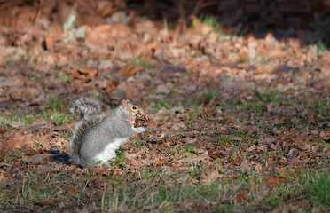 A grey squirrel gathering leaves with which to build a drey in winter. 