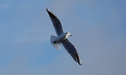 A low angle view of a black headed gull soaring through the air with wings fully extended. 