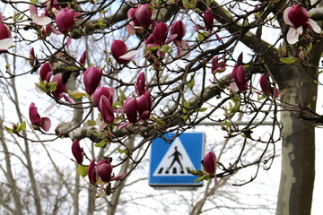 Pink royal sakura (Prunus serrulata) twigs in the city with street sign. Selected focus.