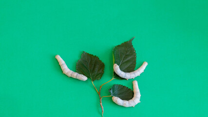 Three silkworms eating mulberry leaves