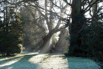 Rays of sunlight falling through the trees onto frosty ground in winter at Lake Meadows park,...
