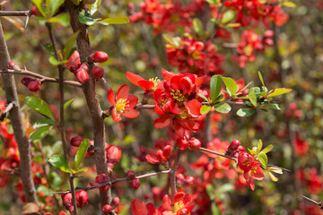 Chaenomeles blossoms on shrub