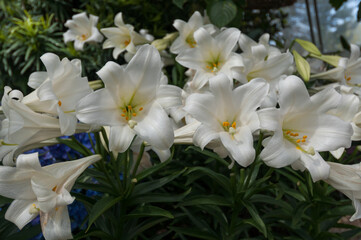multiple easter lily blossoms 