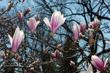 magnolia tree blossoms in spring