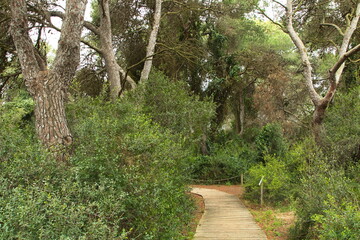 Fototapeta premium Footpath in Natural Park Albufera de Valencia,Spain,Europe 